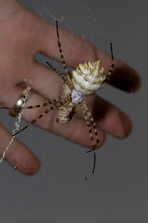 Argiope lobata